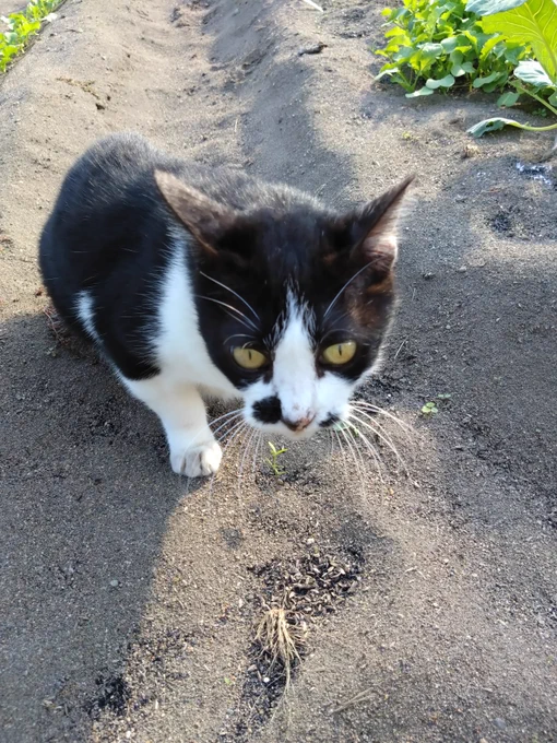 じっとした猫 
