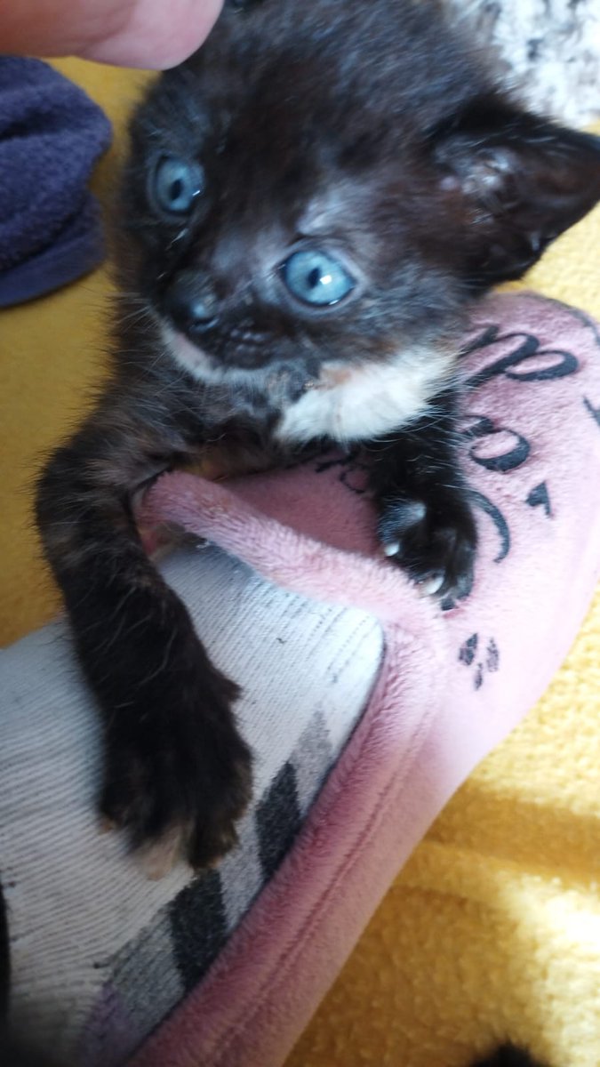 Kio, Shannay y Snuker, los más pequeños de nuestra familia.
Les recogimos al encontrar a la madre atropellada en la cuneta, llevaban días sin comer.
Shannay estaba medio muerta.
La pequeña Snuker ha nacido sin ano, habrá que operarla
Necesitamos ayuda con sus gastos⬇️