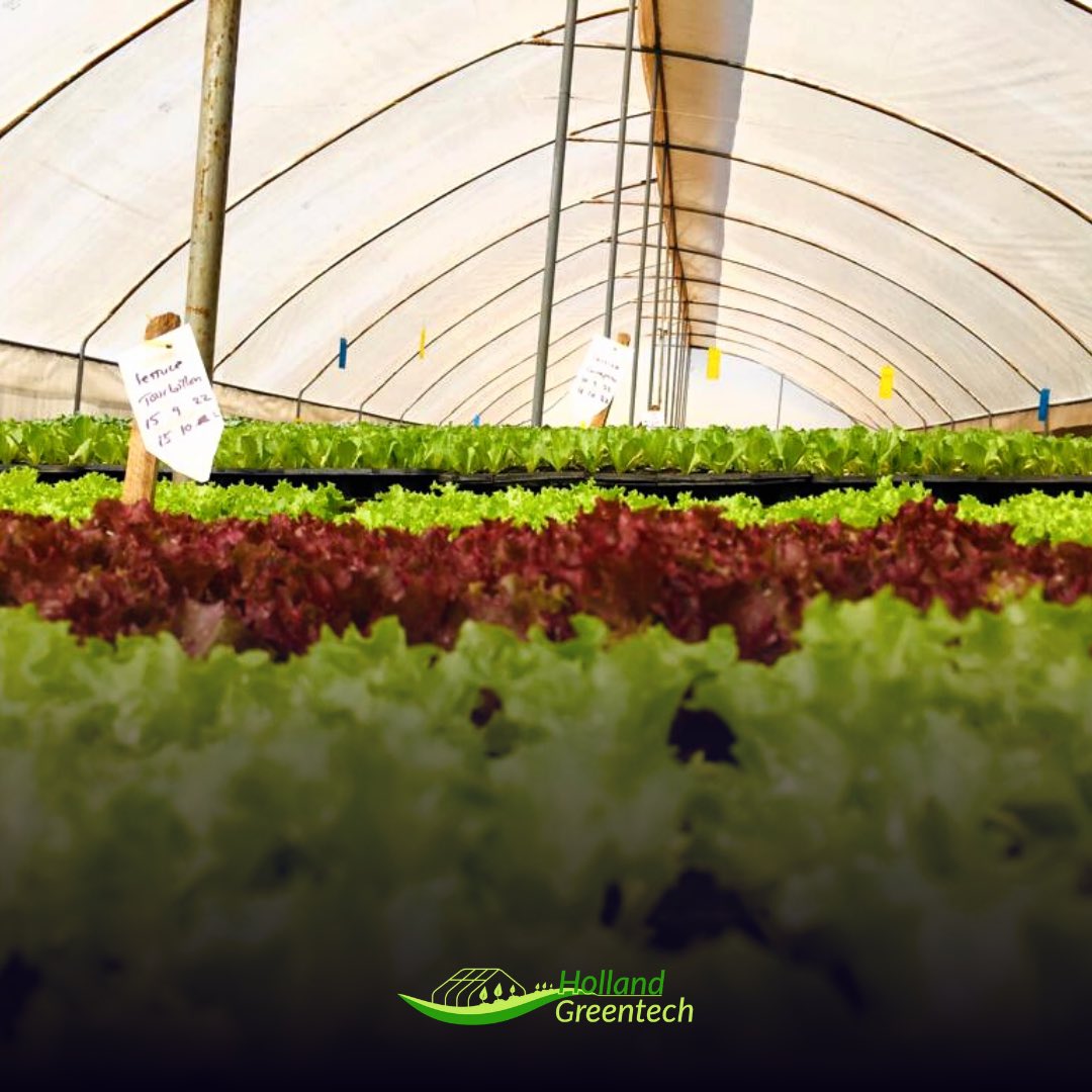 HGTRwanda's tweet photo. Great performance of our #vegetable #varieties, produced #organically @PrideFarms_Ltd!
#lettuce
#tomato
#OrganicFarming
#HealthyForYou
#HealthyForOurPlanet
#sharingahealthyfuture
#AchieveTheNextStep in #Horticulture https://t.co/8DsR4nrqM4