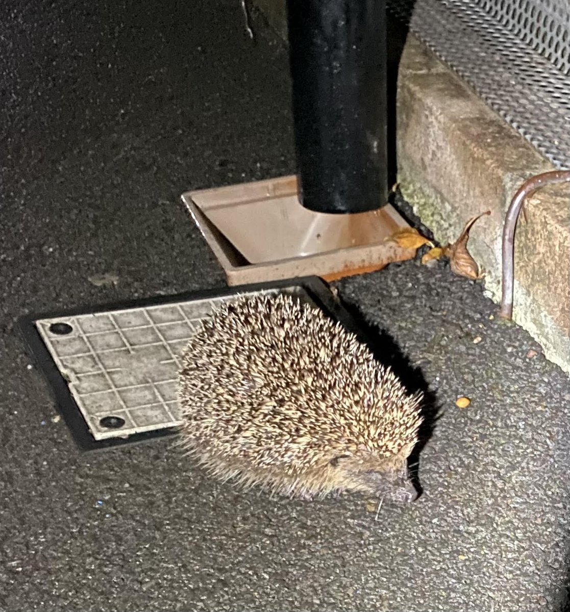 DecoyPri's tweet photo. We had an early morning visitor bumbling along near the community room today! Maybe they were on their way for a snack from the school gardens! 🥦🥕🍎
House points from Mrs V in resources to pupils who send / bring a picture of the wildlife they see at home. 🟢🟡🔴🔵 https://t.co/qxTxkUPMUR