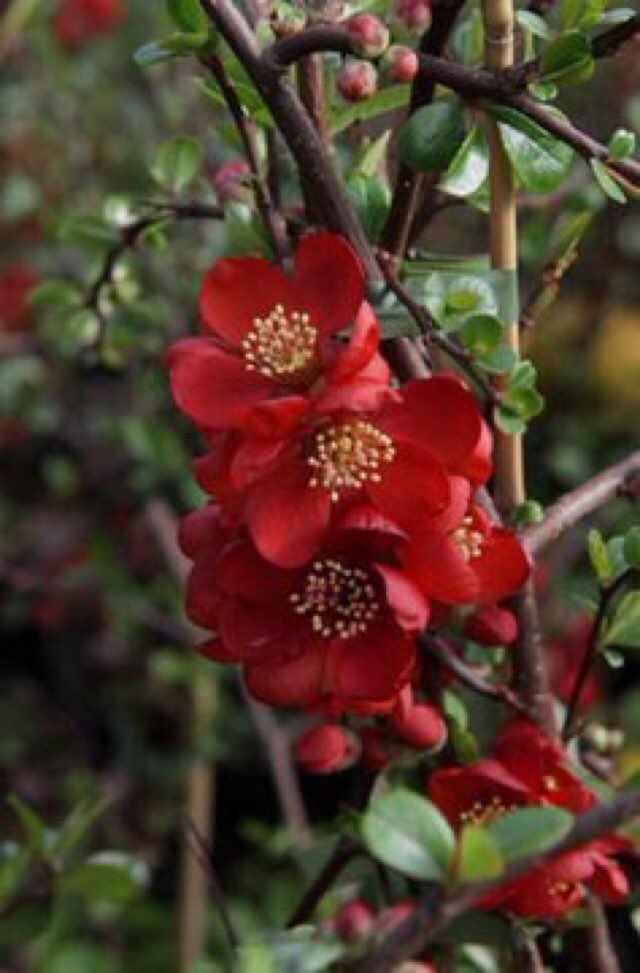 The Unhurried Reader on Twitter "RT thegardenvsw There are many