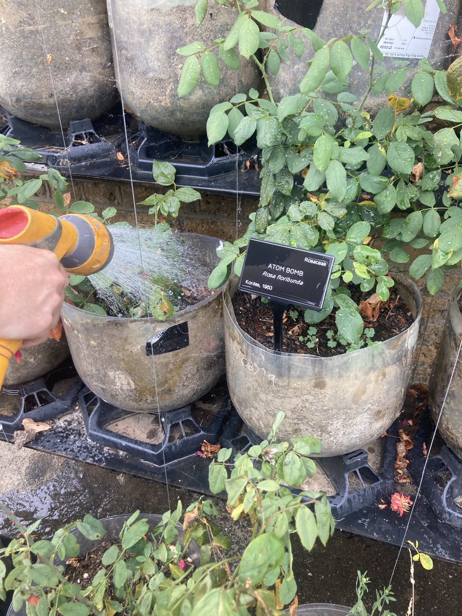 'Plants tell difficult histories'...the artist, Gabriella Hirst tends to a Rosa floribunda 'Atom Bomb' @old_waterworks, Essex. It features in today's episode of my new @BBCRadio4 series, Fallout: Living in the Shadow of the Bomb at 11am. 🌹 @DimityHawkins @FPGSouthend @StePurse