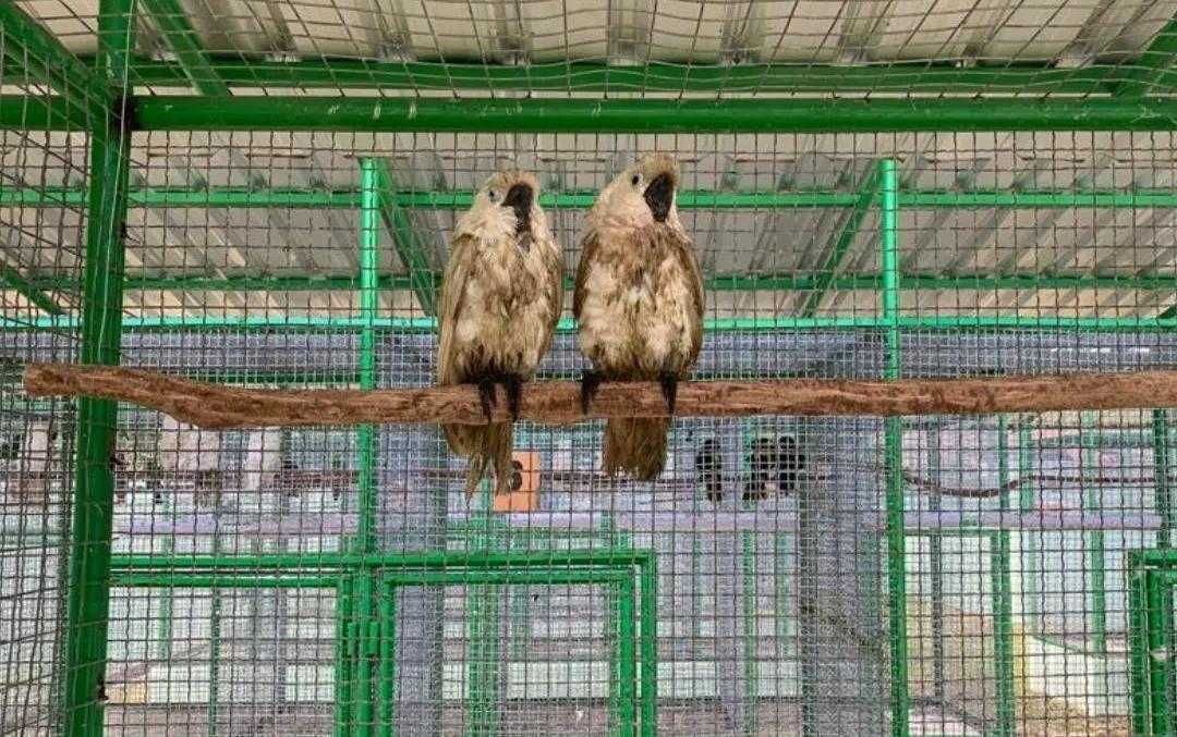 Sebanyak 41 satwa liar erdiri atas empat ekor Kakatua Raja (Proboscinger aterrimus), empat ekor Kakatua Koki (Cacatua galerita), tiga ekor Nuri Coklat (Chalcopsitta duivenbodel), dan 30 ekor Nuri Kepala Hitam (Lorius lory) yang dilindungi diamankan oleh BKSDA Maluku di KM Tidar