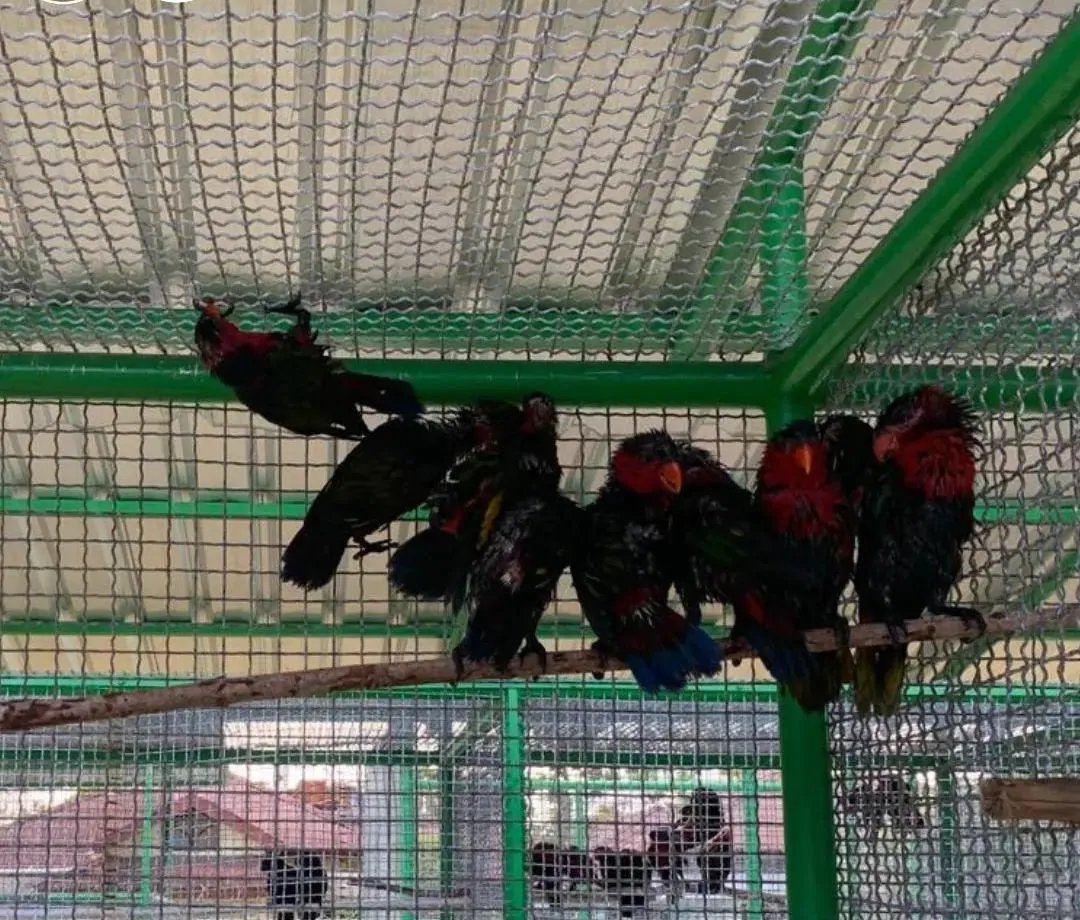 scorpionmonitor's tweet photo. Sebanyak 41 satwa liar erdiri atas empat ekor Kakatua Raja (Proboscinger aterrimus), empat ekor Kakatua Koki (Cacatua galerita), tiga ekor Nuri Coklat (Chalcopsitta duivenbodel), dan 30 ekor Nuri Kepala Hitam (Lorius lory) yang dilindungi diamankan oleh BKSDA Maluku di KM Tidar https://t.co/7GVV29ccVu