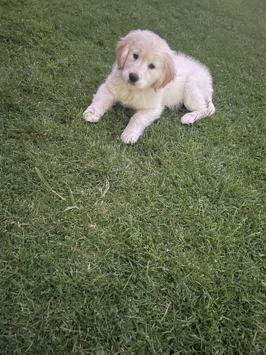 Dr Bec Szabo tweet media