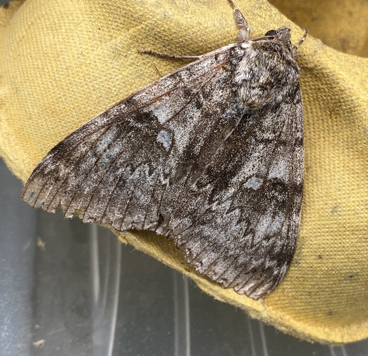 This Clifden Nonpareil was a nice surprise in the trap this morning. Great way to start the day <a href="/RSPBLakenheath/">RSPB Lakenheath Fen</a>