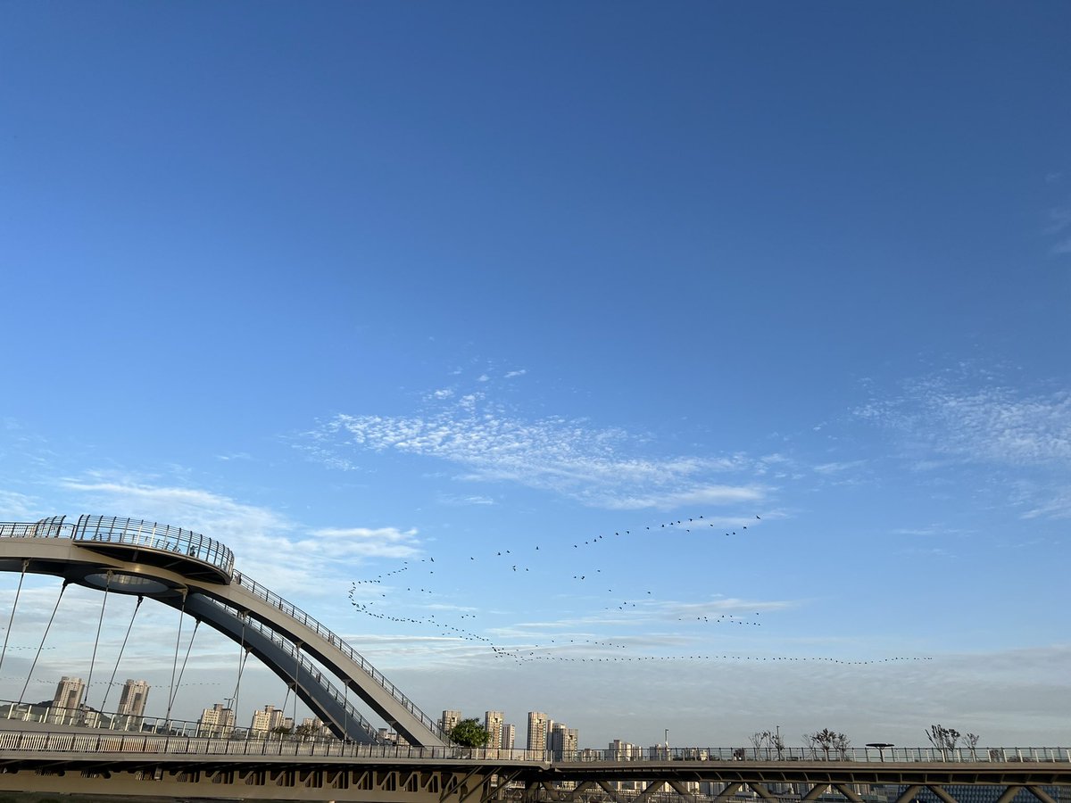 가을 철새 이동. 사진에 담으려 했으나 내 눈만 못하다. 가까이에서 보니 신기하네.