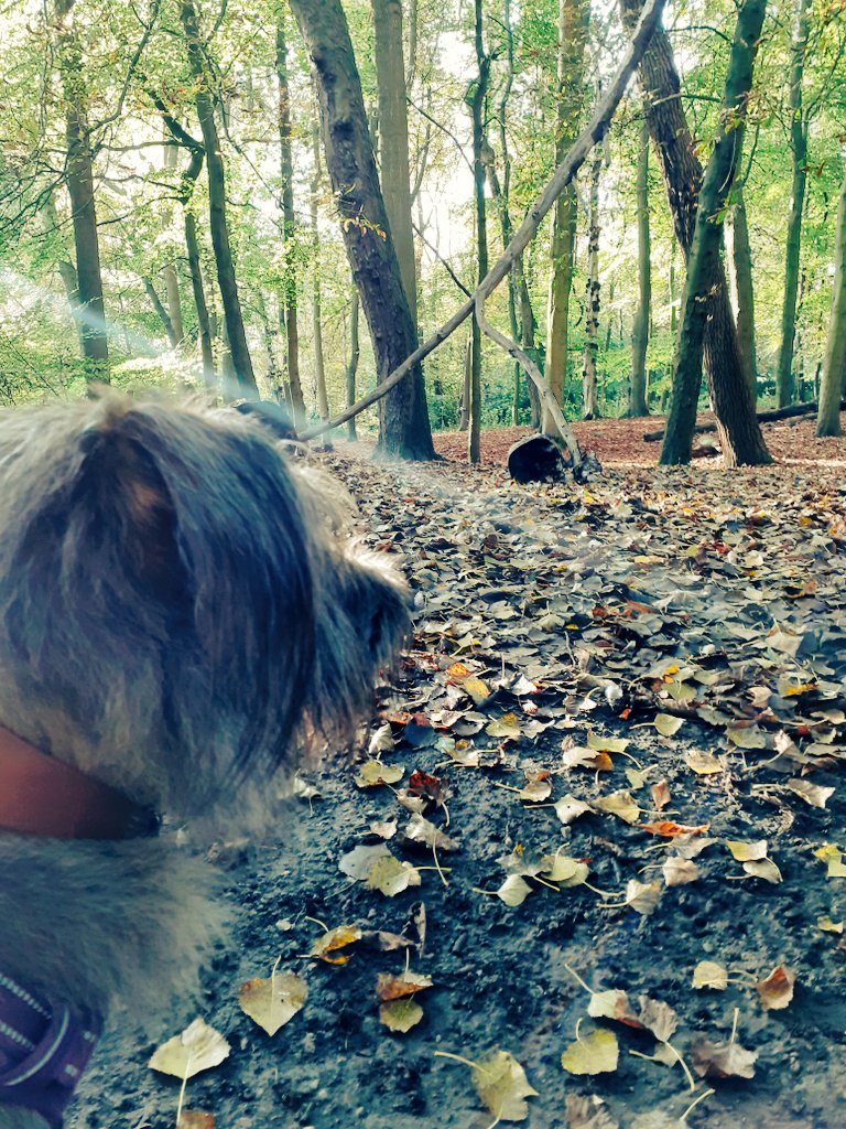 🍂 🐶