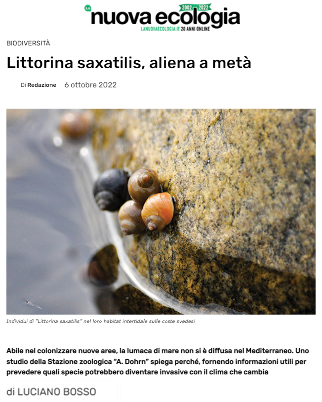 BossoLuciano's tweet photo. Articolo caldo caldo 🔥 appena uscito su @Lanuovaecologia sulla mancata #invasione della #Littorina saxatilis nel #Mar #Mediterraneo 🌊 Per chi lo desidera può leggere il testo completo al seguente link: https://t.co/xGEdcnCQqU https://t.co/iWyYr1AcjR
