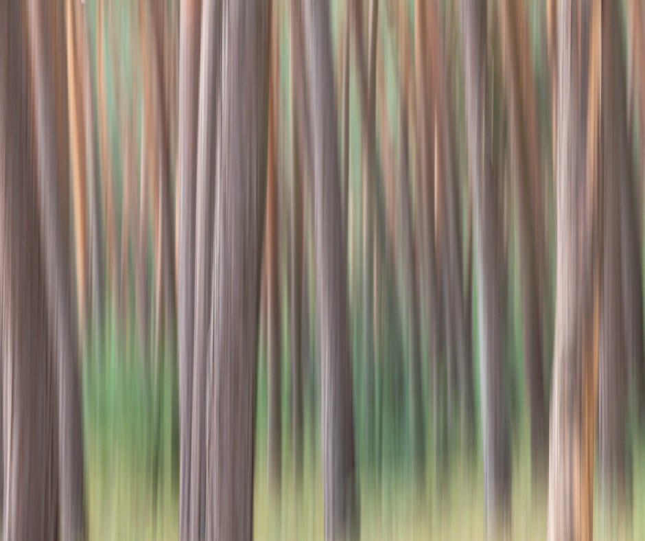 Your weekend challenge is Intentional Camera Movement or #ICM – gently move your camera while the shutter remains open, and experiment to find the best settings and subjects... 📷 vollersander OM-D E-M1 Mark II M.Zuiko 12-100mm F4.0 1/15s | F6.3 | ISO 100 #FridayFavourite