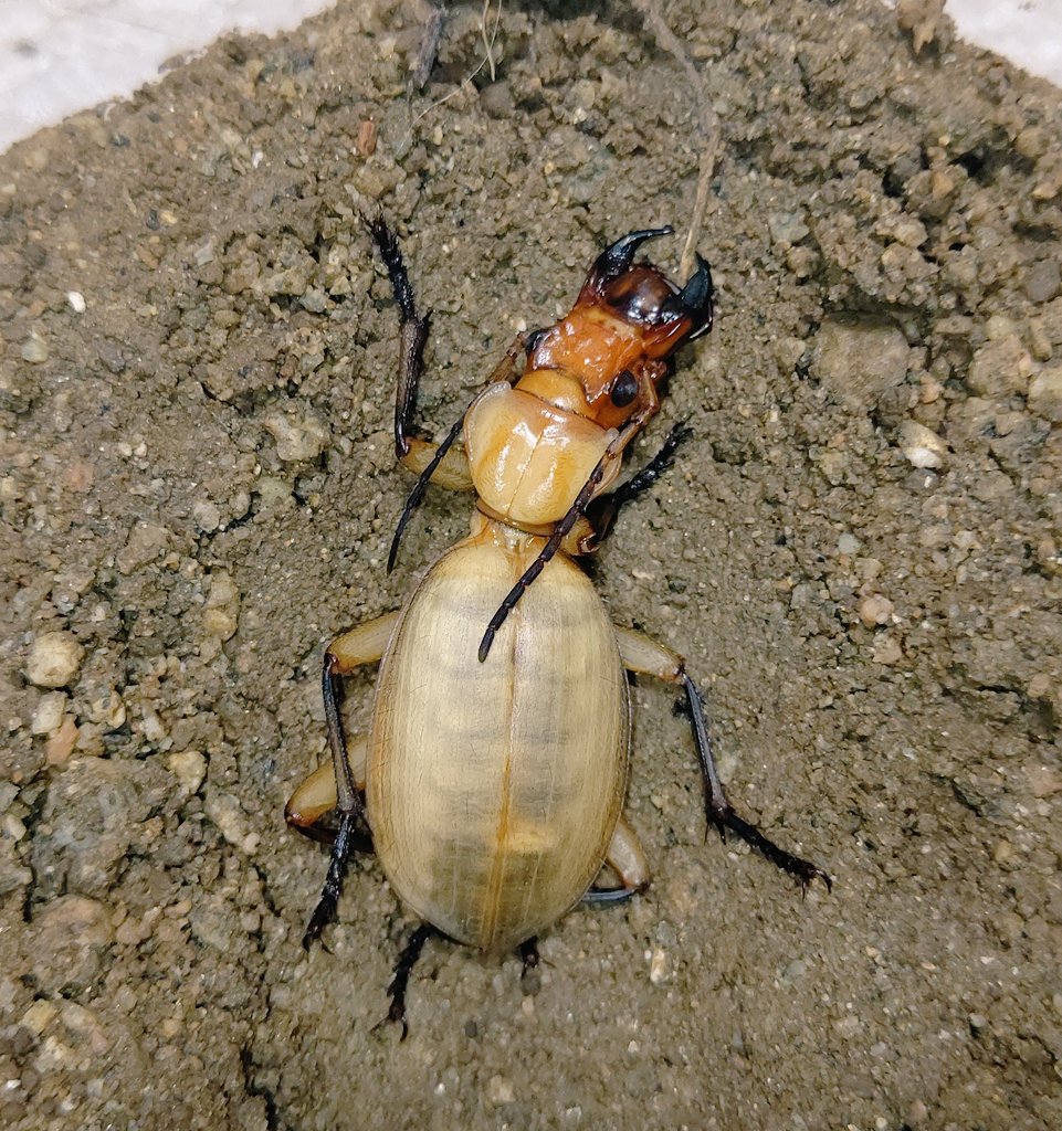 エンマ太郎 (@SyGCZhjXjobe0te) / Posts / X