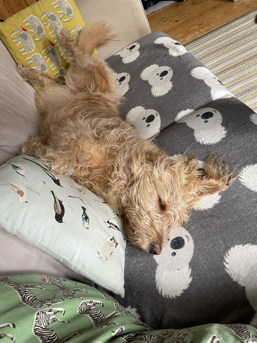 CraigFiddaman's tweet photo. 10:30am and today’s @AshtonsLegal ‘colleague’ has definitely #clockedoff early 🐶😴😆. #WorkFromHome #HappyFriday #FridayFeeling #HappyWeekend #Doodles #DogsofTwittter https://t.co/cOgLV341aE