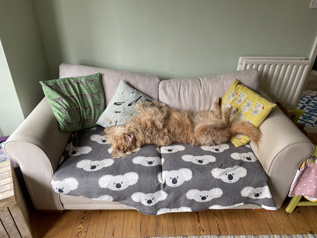CraigFiddaman's tweet photo. 10:30am and today’s @AshtonsLegal ‘colleague’ has definitely #clockedoff early 🐶😴😆. #WorkFromHome #HappyFriday #FridayFeeling #HappyWeekend #Doodles #DogsofTwittter https://t.co/cOgLV341aE