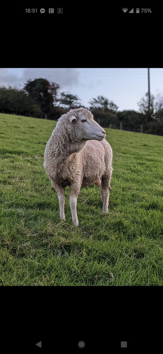 Battle4Trevalga's tweet photo. "Trevalga is an important little place full of spirit, life and history spanning generations and centuries. I'm less than two miles away in Boscastle and love the village/hamlet. (I named one of my ewes after it!)"

Lara, #SaveTrevalga supporter

And here is the other Trevalga😍 https://t.co/oOiymhFcp2