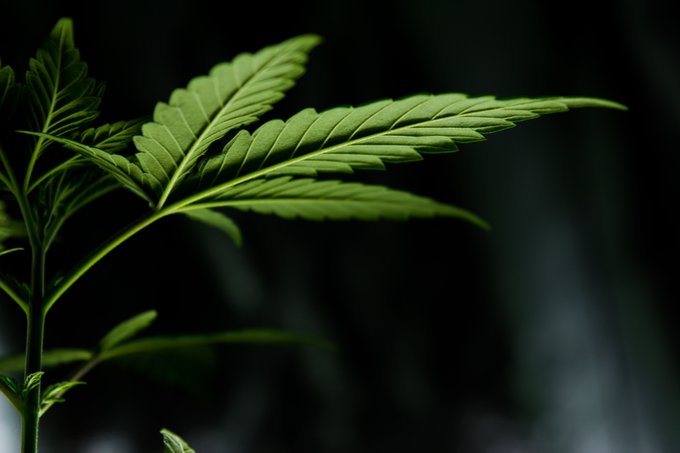 cannainvestors tweet picture
