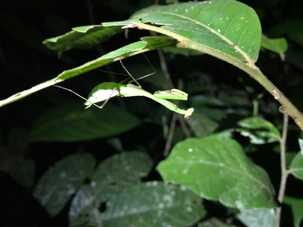 CocoboloNature's tweet photo. Have you ever considered what a 3D world the rain forest is? Nature is all around you, birds flying high up in the sky or inches from the ground, snakes coiled around the upper branches of towering trees, or insects under every leaf. Trying to spot all these fabulous inhabitants https://t.co/vh3y8Z1fDz