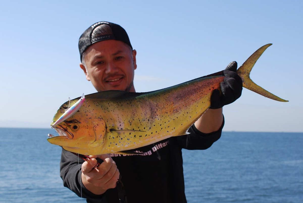 hmd_a's tweet photo. トゥイッチ入れたらドン!
#Gコントロール #jackson #jacksonlure #ジャクソン #プラッキング #大阪湾 #釣りすきな人と繋がりたい #fishingfool #シイラ https://t.co/wofAJQzeJS