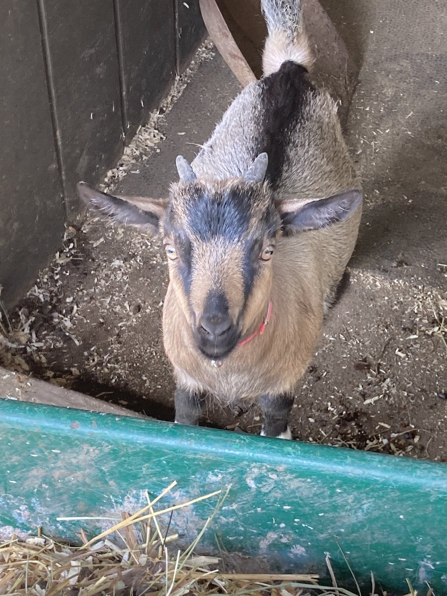 Thomas Deshane tweet media