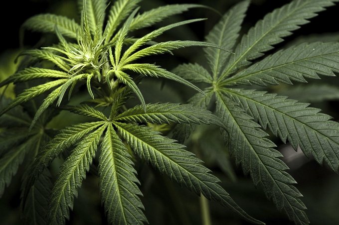 cannainvestors tweet picture
