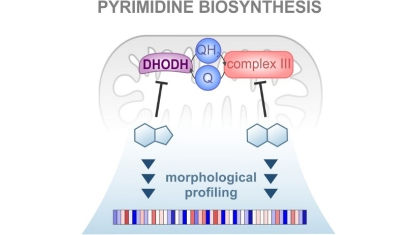 ChemBioChem's tweet photo. Identification of Dihydroorotate Dehydrogenase Inhibitors Using the Cell Painting Assay (Ziegler @mpimoph) @Adam_S_Nelson #OpenAccess https://t.co/Jy2QyulU2v https://t.co/ARVUihKEKd