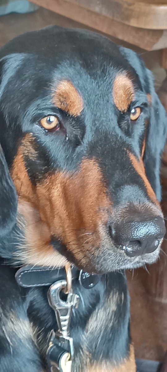 My puppy close up. Woof