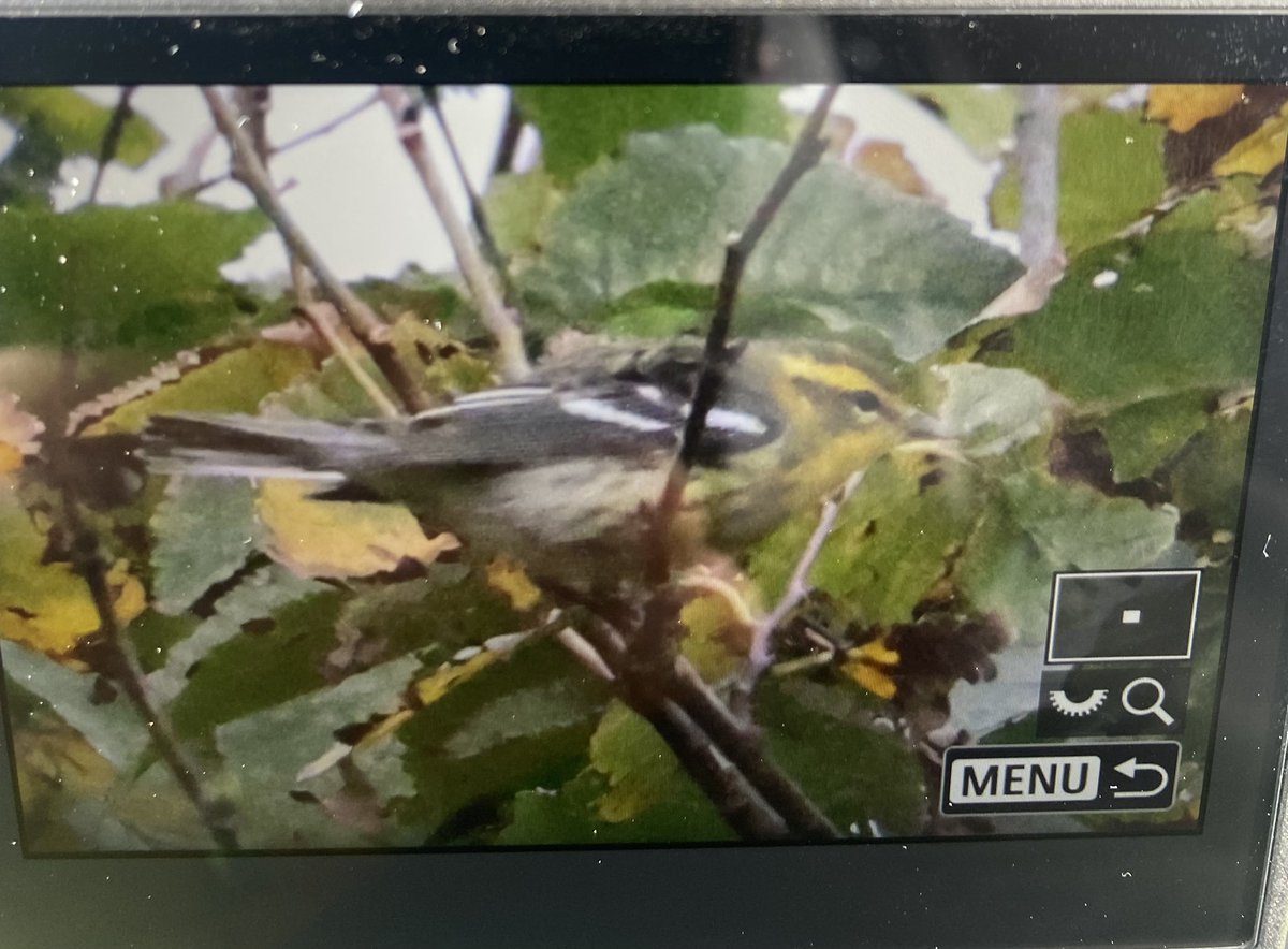 Job done : ) #blackburnianwarbler with @helenabcraig