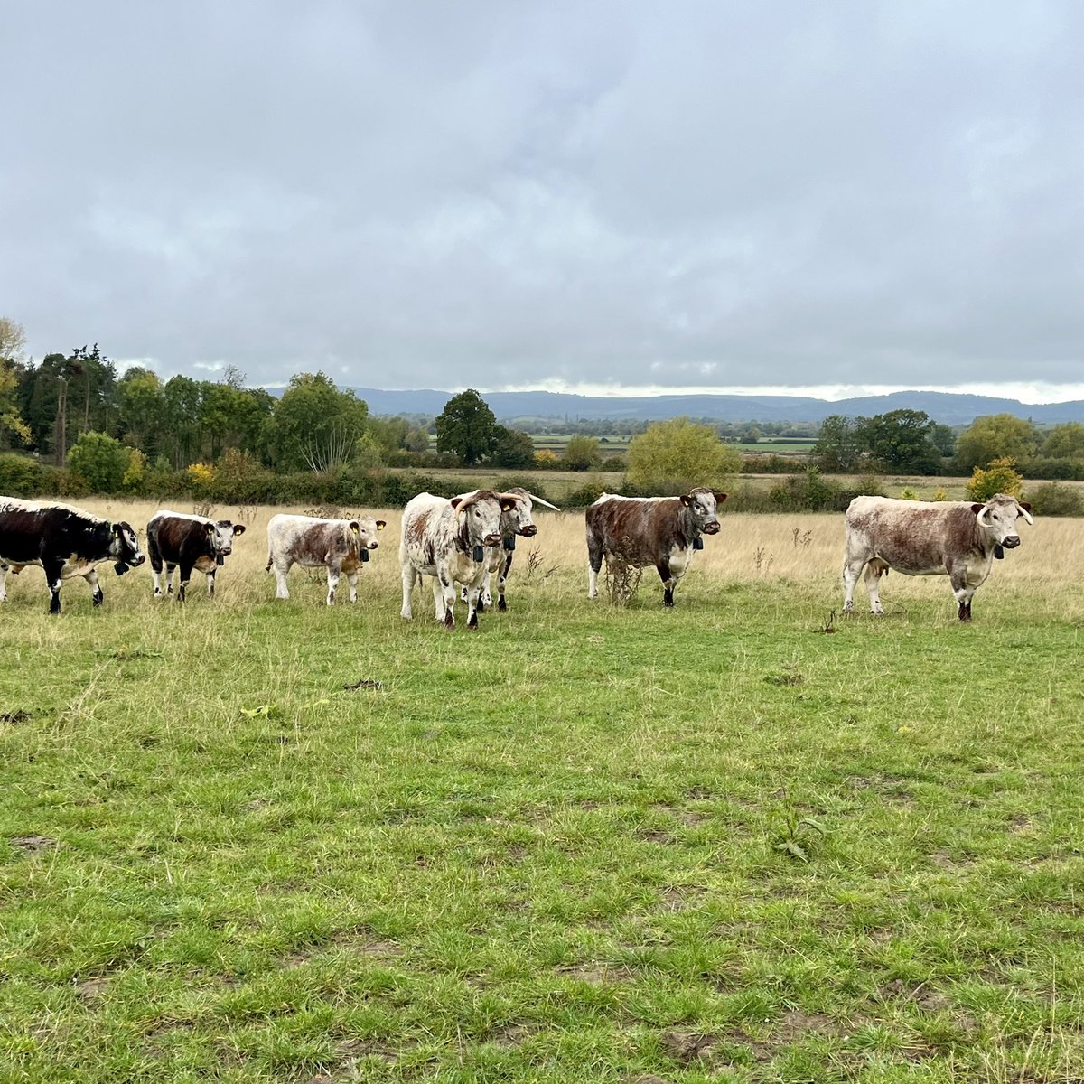 Prof Anne Goodenough (@dockling83) on Twitter photo Field site recce visit with <a href="/DrLABest/">Louise Best</a>, <a href="/biohatcher/">Dr Chris Hatcher</a> and <a href="/JuliaWE88/">Julia Webb</a> today for undergraduate teaching and postgraduate research projects. Lovely to see a fine herd of Longhorn cattle being used for grazing as a surrogate for the extinct aurochs 🐮 Field site recce visit with <a href="/DrLABest/">Louise Best</a>, <a href="/biohatcher/">Dr Chris Hatcher</a> and <a href="/JuliaWE88/">Julia Webb</a> today for undergraduate teaching and postgraduate research projects. Lovely to see a fine herd of Longhorn cattle being used for grazing as a surrogate for the extinct aurochs 🐮