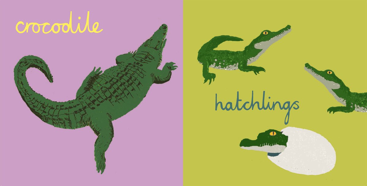 Do you know what crocodile babies are called? Our ANIMAL BABIES books by @julia2groves are filled with stunning illustrations like this one! Some names we know and some maybe we don't! More + fun free activities: childs-play.com/collections/an… #AnimalBabiesbooks #eggday