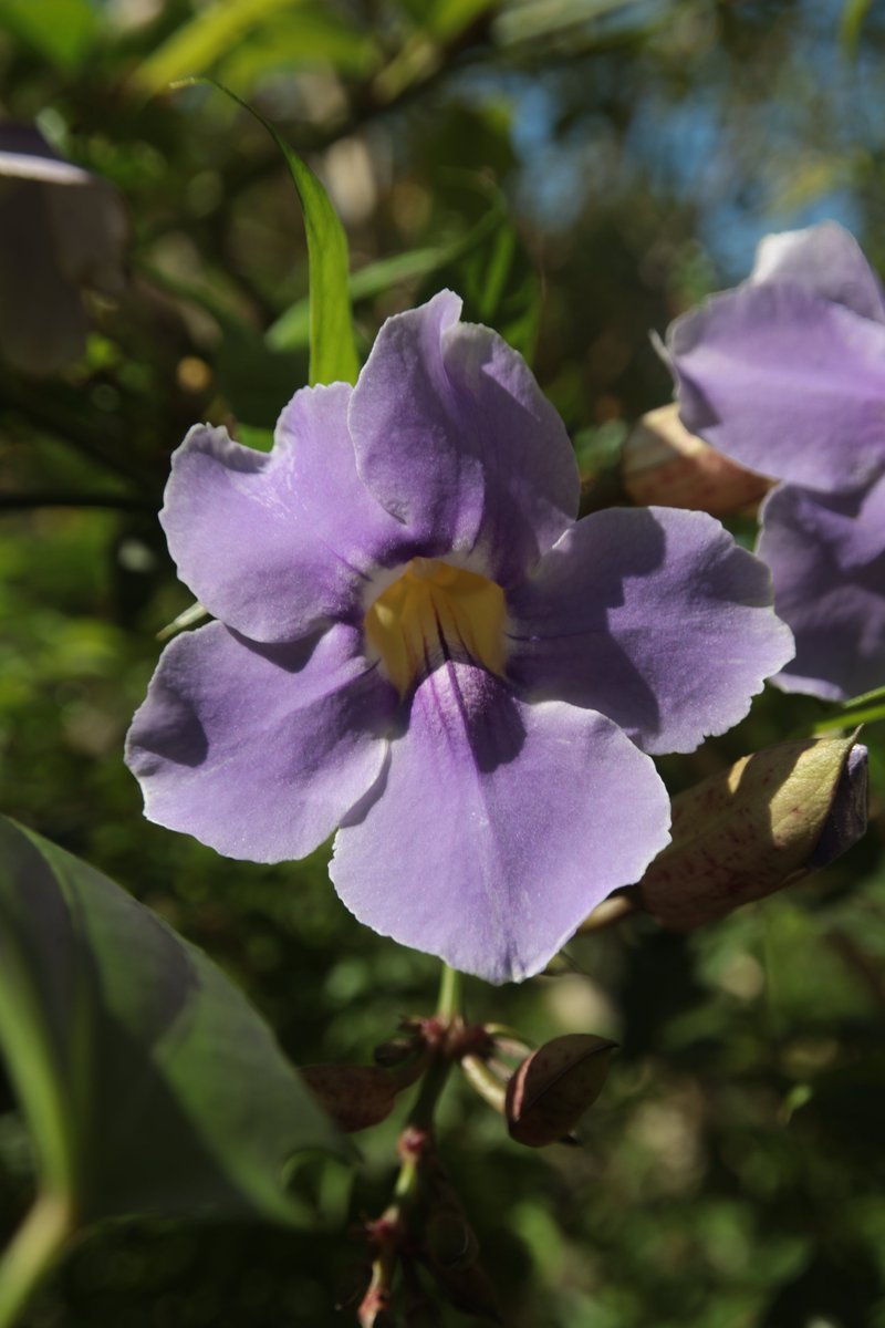 Thunbergia 😇