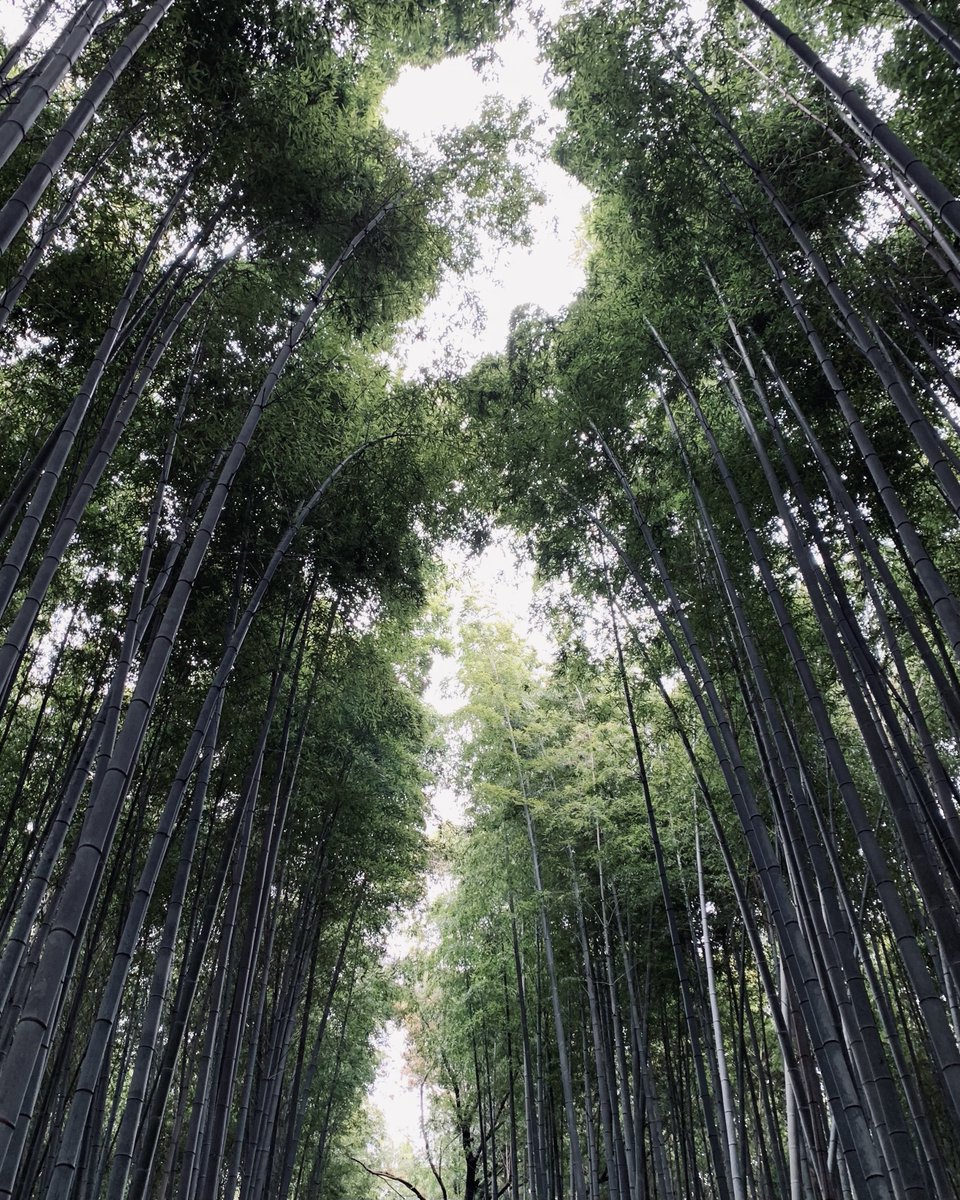 IOJjapantravel's tweet photo. Every now and then, the city becomes too much. 
It would require taking a breath of fresh air, so why not go for a walk in the bamboo forest?
#bambooforest #relax #bamboo #bamboobamboo #japan #insideoutjapan https://t.co/qI6KIDeyN4
