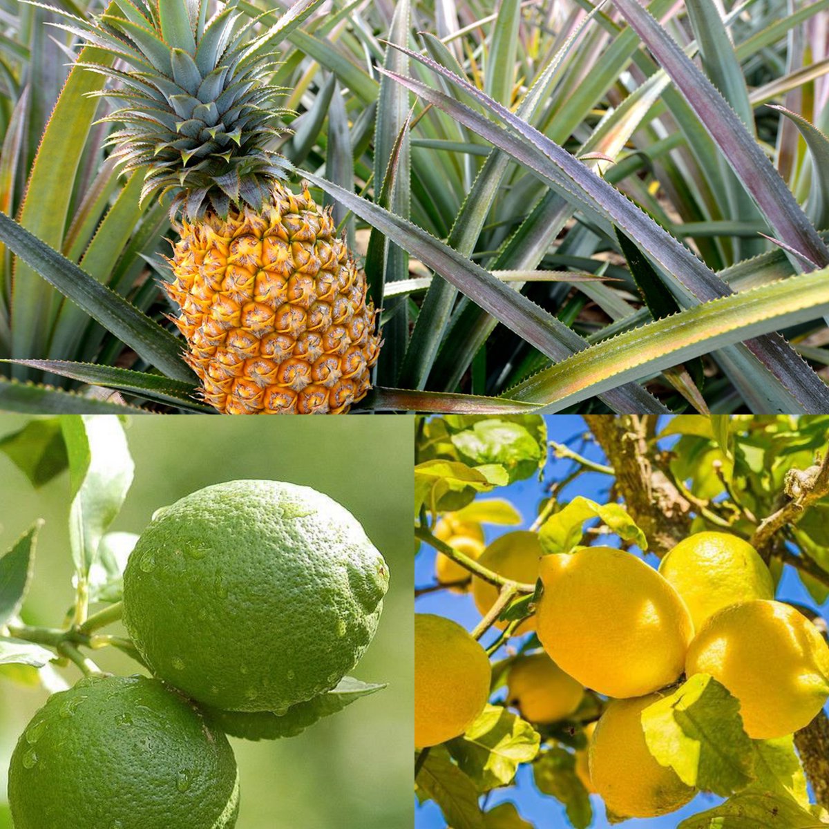 NAP_Africa's tweet photo. Agriculture remains the dominant sector of Africa's economy with a key role of achieving multiple development objectives which include food security, income generation, industrial development and employment creation
#GreenFriday https://t.co/f15Vfk8Q6q