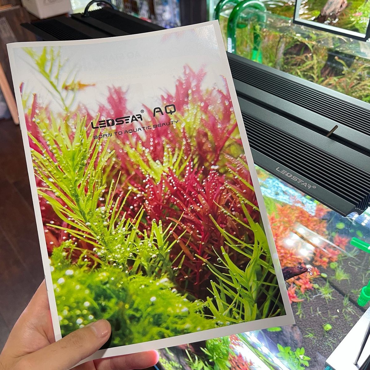 midoo621's tweet photo. 新しい照明が届きました🙌
バックスクリーンでお馴染みのアーチリテイルズさんの新ラインナップです。
#ledstar
#aqj60 https://t.co/jYk20U57eR