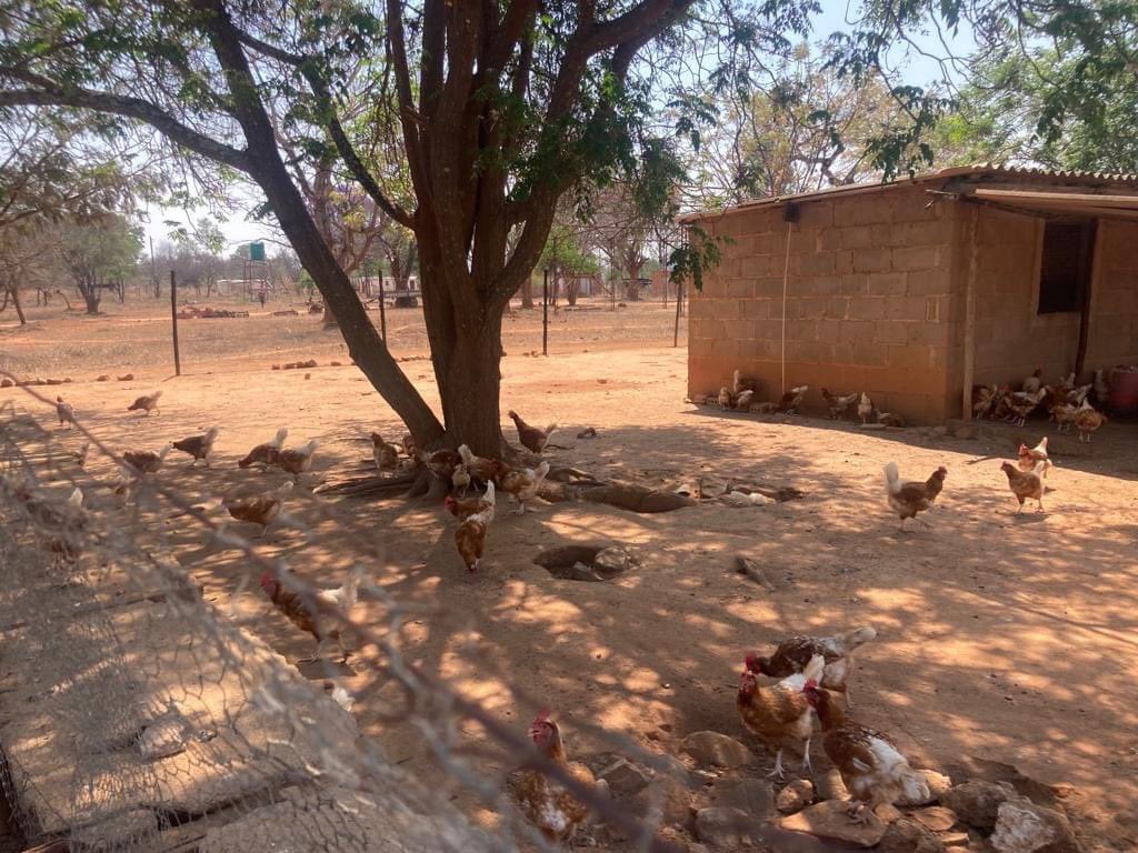 ImveloTrust's tweet photo. #Cagefree farmer Friday!
For your cage free eggs, visit Savikida Farm in Esigodini.
.
.
.
.
#freehens #cagefreeeggs #layerhens #cagefreehens #henwelfare #animalwelfare #AnimalAbuse #AnimalLovers #hendevelopent https://t.co/t1kya3WDuN
