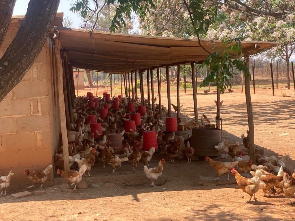 ImveloTrust's tweet photo. #Cagefree farmer Friday!
For your cage free eggs, visit Savikida Farm in Esigodini.
.
.
.
.
#freehens #cagefreeeggs #layerhens #cagefreehens #henwelfare #animalwelfare #AnimalAbuse #AnimalLovers #hendevelopent https://t.co/t1kya3WDuN
