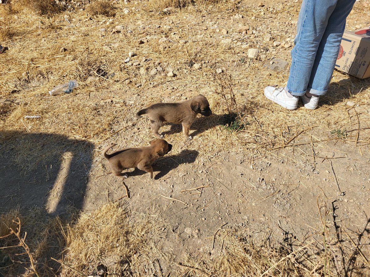 Bueno pues hoy cuando estaba trabajando me he encontrado dos cajas llenas de cachorros. Claro, en el Líbano, donde más de la mitad de la población vive bajo el umbral de la pobreza, los animales apenas importan. He pasado una hora llamando como loco a varias organizaciones pero