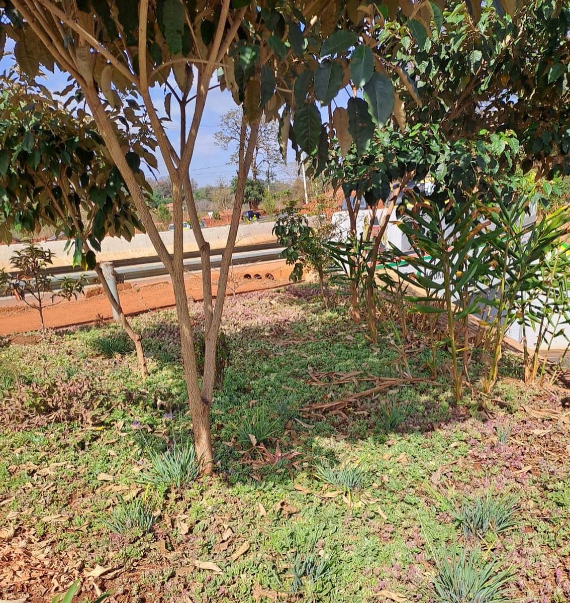 PSN_Nairobi's tweet photo. Great transformation work by @ICRAF & @KURAroads along the Waiyaki Redhill Link Road through tree planting and greening efforts using diverse unique indigenous tree species.
@CWatsonICRAF
#PSN #openspaces #publicspaces #publicspacesforall #placemaking #greenspacesforall https://t.co/8u0lHF4x2W