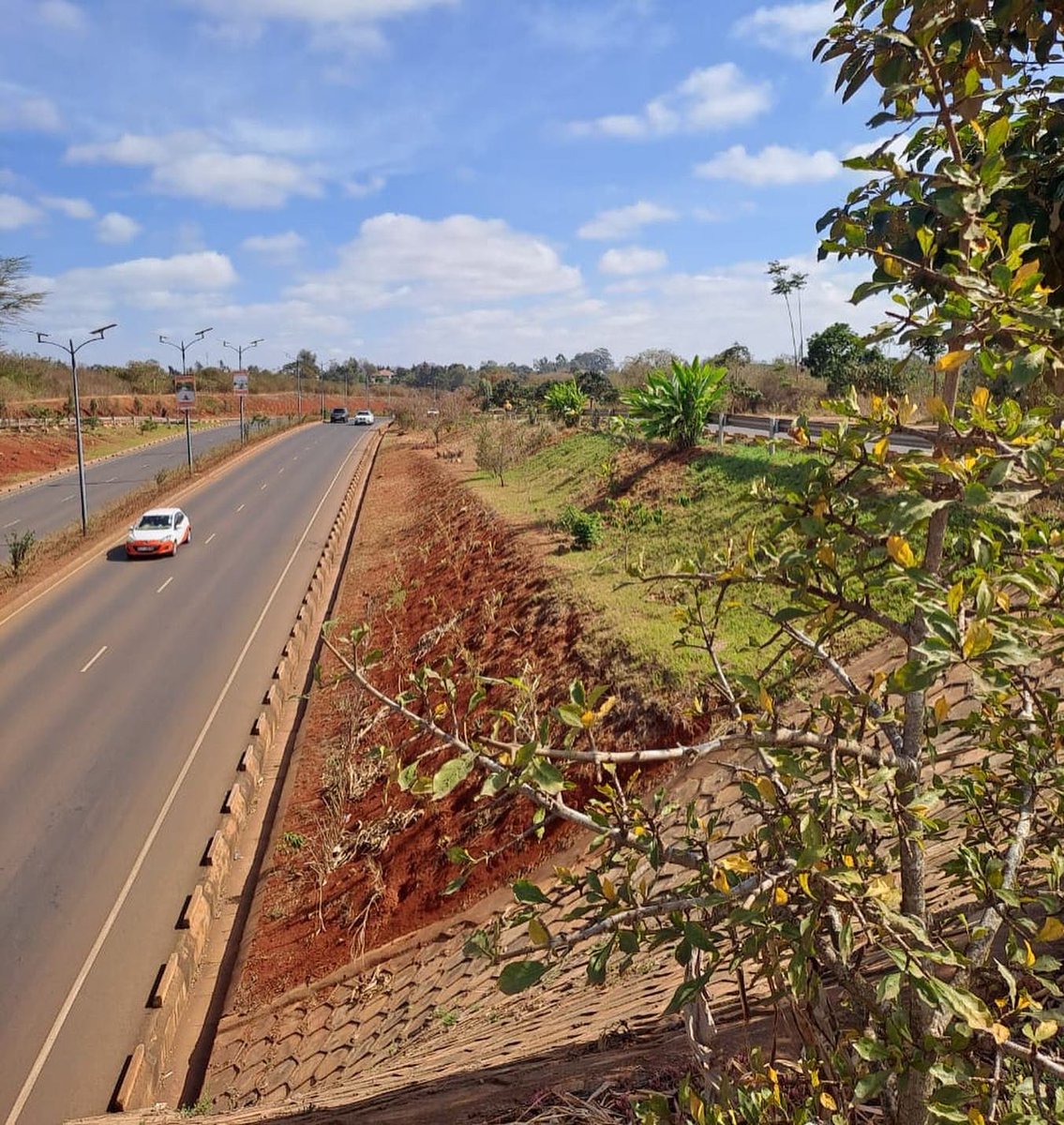 PSN_Nairobi's tweet photo. Great transformation work by @ICRAF & @KURAroads along the Waiyaki Redhill Link Road through tree planting and greening efforts using diverse unique indigenous tree species.
@CWatsonICRAF
#PSN #openspaces #publicspaces #publicspacesforall #placemaking #greenspacesforall https://t.co/8u0lHF4x2W