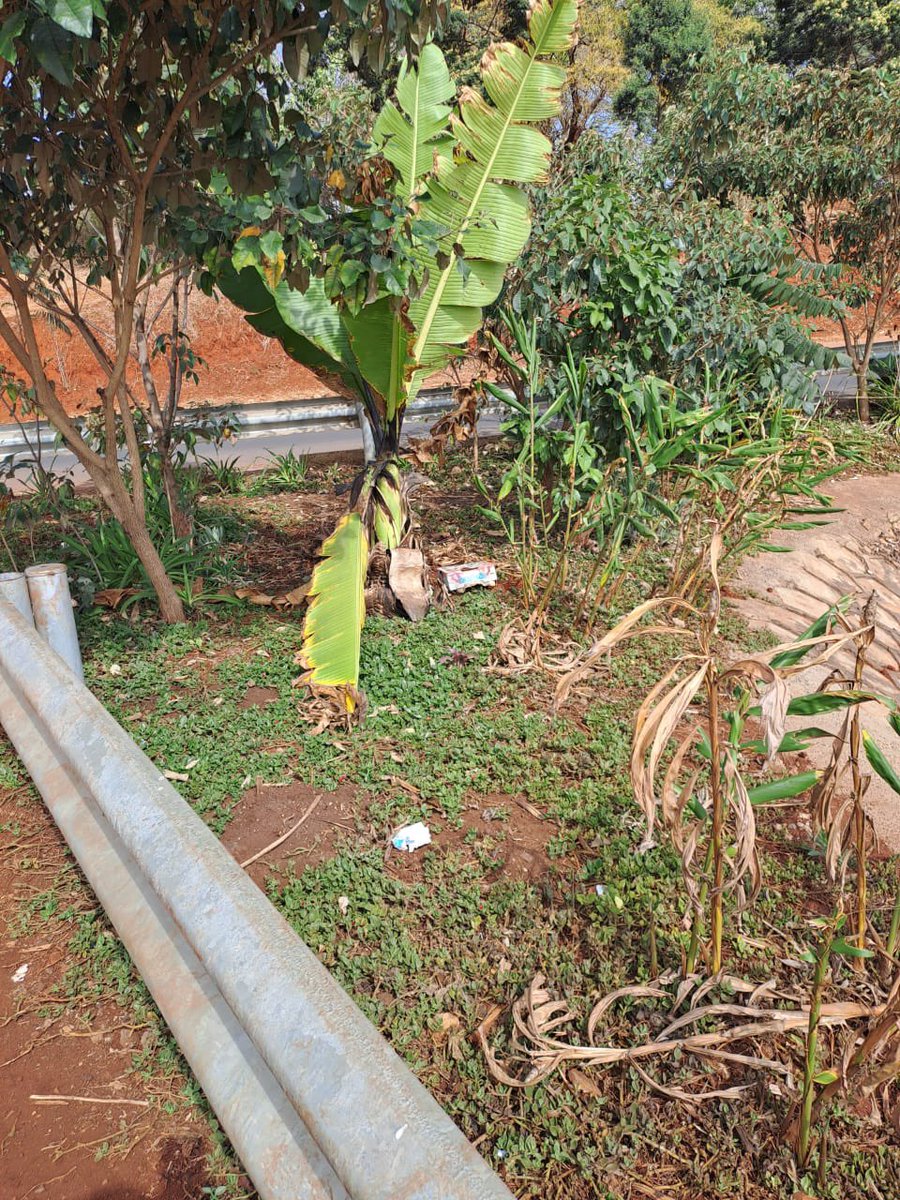PSN_Nairobi's tweet photo. Great transformation work by @ICRAF & @KURAroads along the Waiyaki Redhill Link Road through tree planting and greening efforts using diverse unique indigenous tree species.
@CWatsonICRAF
#PSN #openspaces #publicspaces #publicspacesforall #placemaking #greenspacesforall https://t.co/8u0lHF4x2W