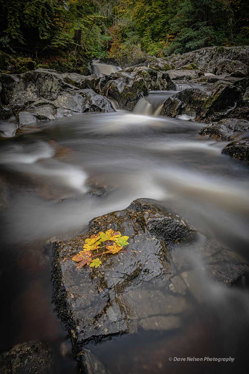 dnelsonphoto's tweet photo. Fallen Leaves I The Hermitage I Perthshire I Scotland.
#scotland #nationaltrustforscotland #autumn #autumnleaves #nature #visitscotland #scotlandgreatshots #bbcweatherwatchers #stvweather #scottishfield #landscapephotography #natgeoyourshot #photoguide #phototour #photoworkshop https://t.co/Y10OfxF8Vz
