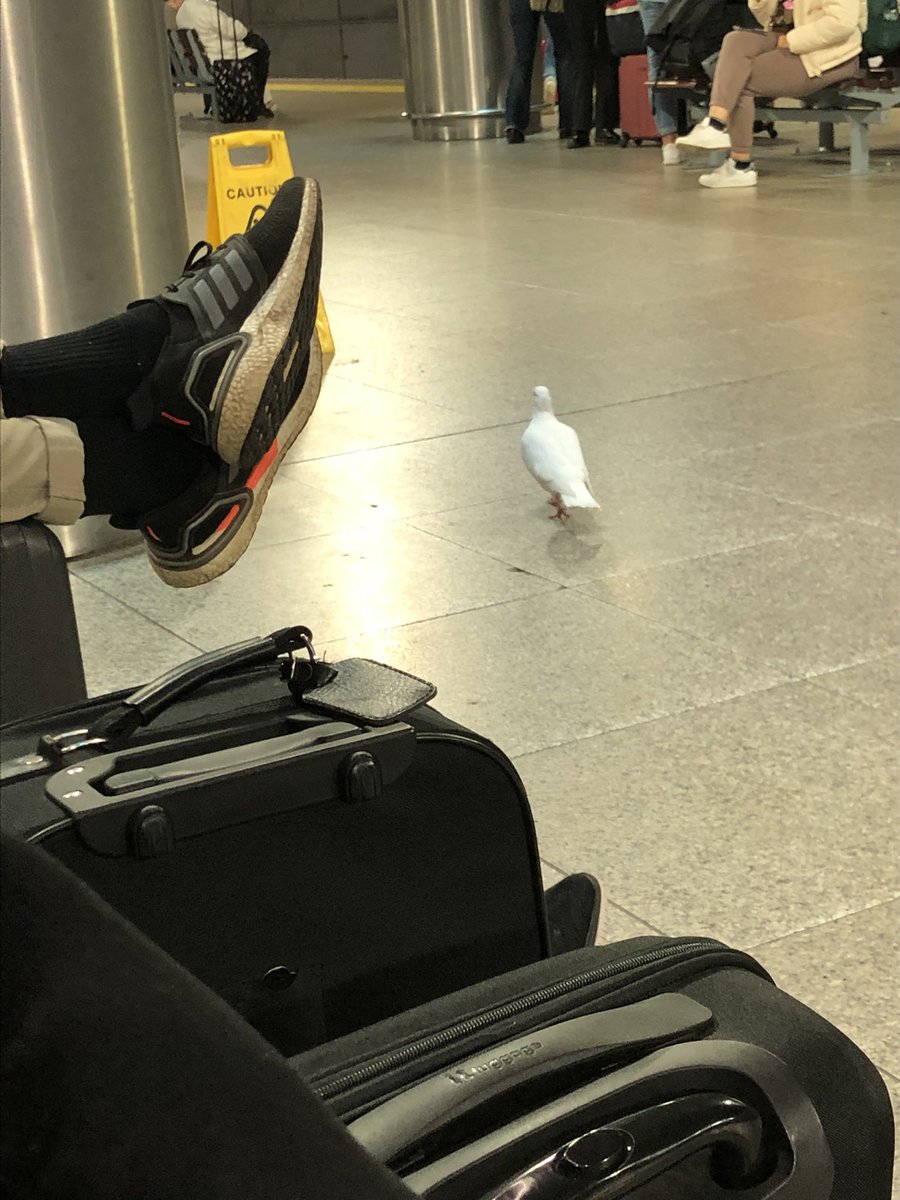 LyyraMari's tweet photo. Pikku lomanen - are you ready, Charles, I’m already there! #london https://t.co/DjL8IZY185