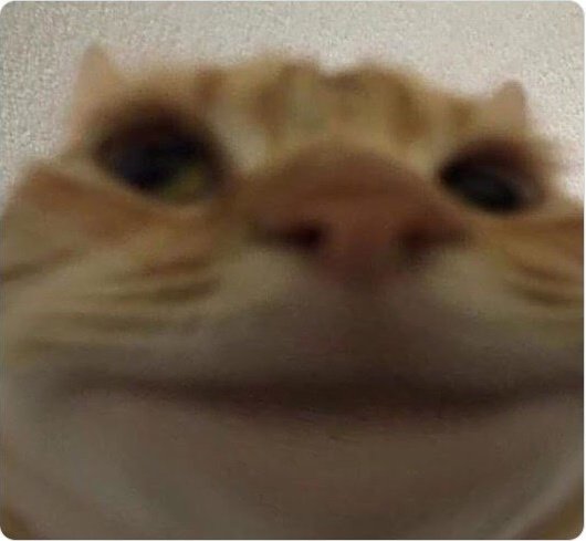 me *wakes up*
my cat sleeping on my chest:
