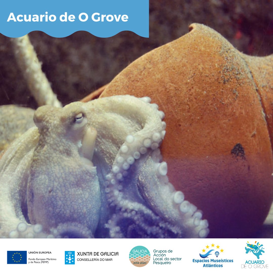 PasaporteRema's tweet photo. Sabías que o @AcuarioOGrove é o único acuario onde habitan quenllas da familia Galeorhinus galeus? 🦈
Como plus, poderás visitar este museo acompañado da túa mascota! 🐶❤️
#redrema #pasaporterema #acuariodogrove #turismoconmascotas #petfriendly #galp #femp #museosgalicia https://t.co/eMF4TYTLmJ