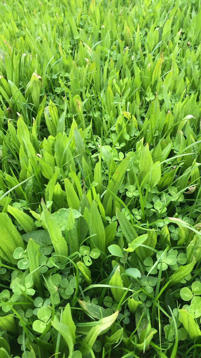 Zoe McKay (@zoe_c_mckay) on Twitter photo 📢📢 *Job Opportunity* Come join our research team as a research assistant <a href="/ucdagfood/">UCD School Ag & Food</a> <a href="/ucdlyonsfarm/">UCD Lyons Farm</a> and work on two exciting new projects in the area of sustainable grass based ruminant nutrition and production. Details below. Two positions available🐄🐂🌱☘️ <a href="/PallasTb/">Tommy Boland</a> <a href="/stafford_v/">Stafford Vigors</a> 📢📢 *Job Opportunity* Come join our research team as a research assistant <a href="/ucdagfood/">UCD School Ag & Food</a> <a href="/ucdlyonsfarm/">UCD Lyons Farm</a> and work on two exciting new projects in the area of sustainable grass based ruminant nutrition and production. Details below. Two positions available🐄🐂🌱☘️ <a href="/PallasTb/">Tommy Boland</a> <a href="/stafford_v/">Stafford Vigors</a>