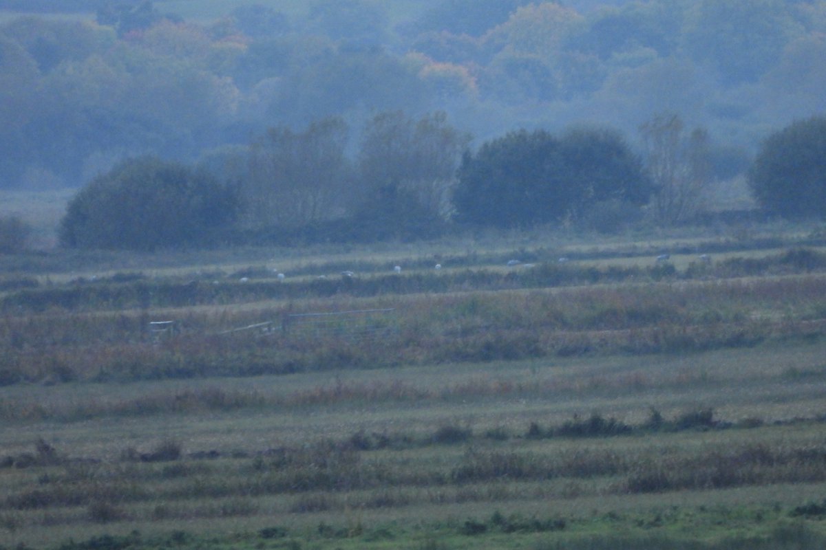 exeterbirder's tweet photo. Merlin, 3 Marsh Harriers, Ruff, c100 Golden & 10 Grey Plover, c350 Avocet large numbers of Black-tailed Gowits, Dunlin, Wigeon, Teal after ther fog lifted on a walk at #SteartWWT yesterday + distant views of c30 Common Cranes on #AllerCommon on way home. https://t.co/fjZtnESulv