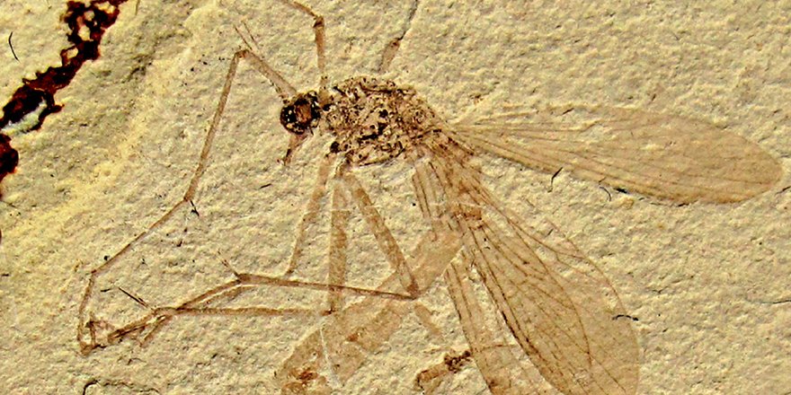 Publi_MNHN's tweet photo. [#Geodiversitas]🆕fossil hangingflies (#Mecoptera, Raptipeda, #Bittacidae) from the Middle Jurassic to #EarlyCretaceous of Northeastern 🇨🇳

✒ Xiaoguang YANG et al.
🇬🇧 https://t.co/R4VUa6pCNX
📰 Published on 28 December 2012
#hangingflies  #FossilFriday #newspecies #insects https://t.co/XstdSJiJI6