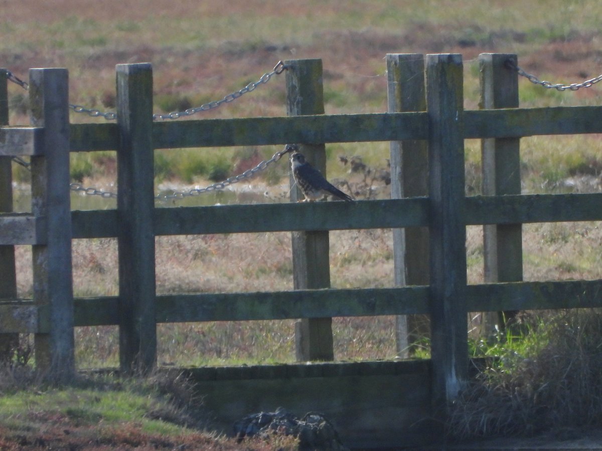 exeterbirder's tweet photo. Merlin, 3 Marsh Harriers, Ruff, c100 Golden & 10 Grey Plover, c350 Avocet large numbers of Black-tailed Gowits, Dunlin, Wigeon, Teal after ther fog lifted on a walk at #SteartWWT yesterday + distant views of c30 Common Cranes on #AllerCommon on way home. https://t.co/fjZtnESulv