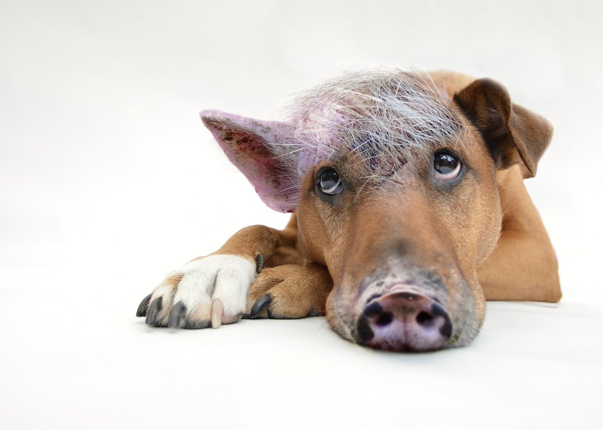 PETA UK tweet media