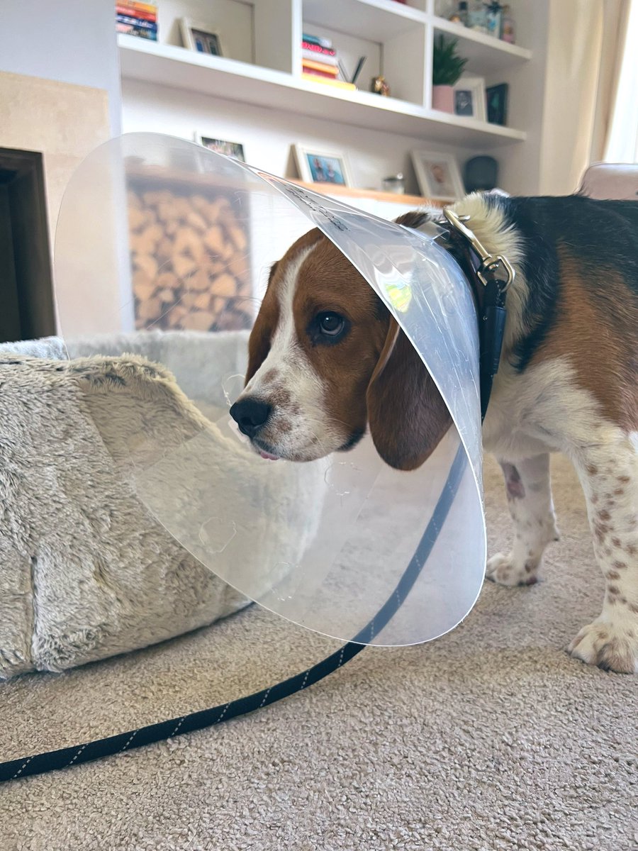 LucyMStevens's tweet photo. @comms2point0 Sad Wilson is feeling v sorry for himself after the 🌰✂️yesterday… 😬😭 #commspets https://t.co/l3u7i7Z1Jw