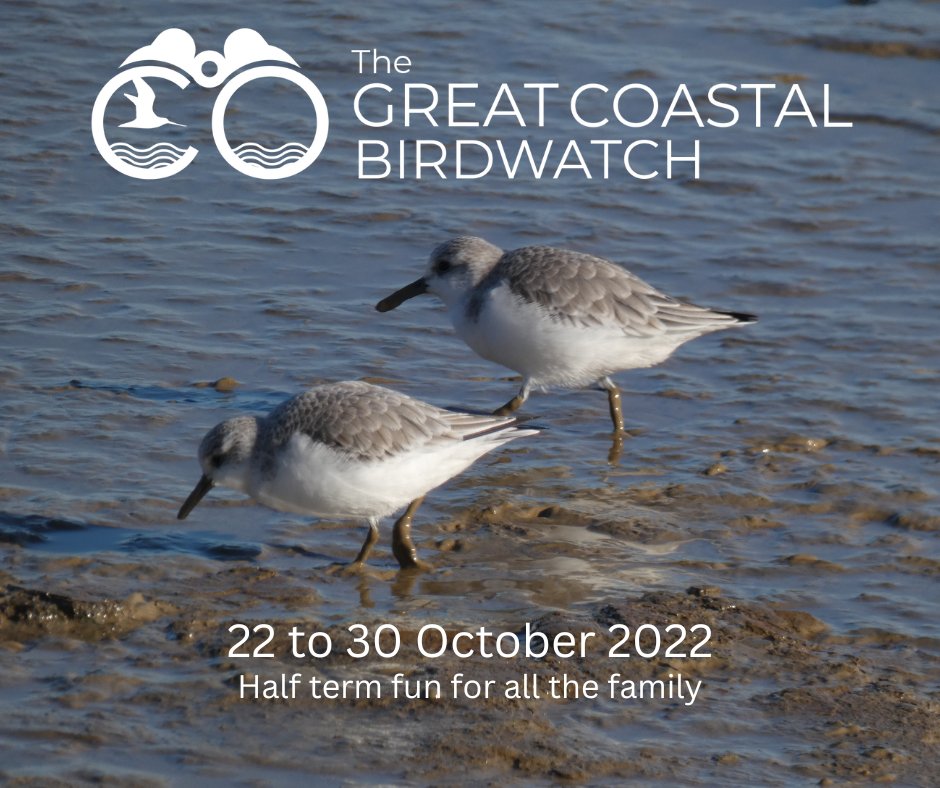Birdwisenk's tweet photo. Just over a week until the #GreatCoastalBirdwatch and we are planning our activities for the week. Full details will be on our website next week so keep following us for updates #birdwise #birdwatching #birdaware #halfterm #nature #coast #kent #medway #swale #thames https://t.co/V4U6T8CxUd