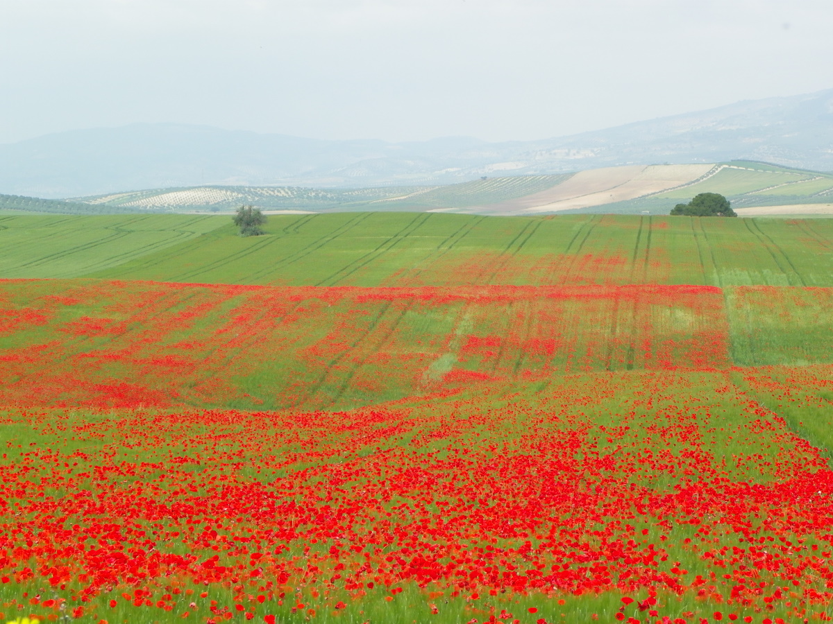 AMAPOLA (Papaver rhoeas)
#Flora, #floressilvestres , #flores , #Flowers #Andalucia